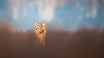 Vortrag | Die Rückkehr des Wolfes nach Thüringen