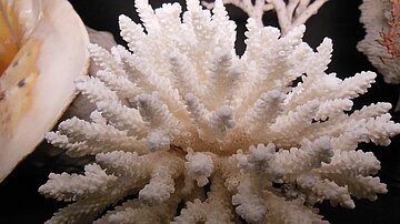 Konchylien-Koralle