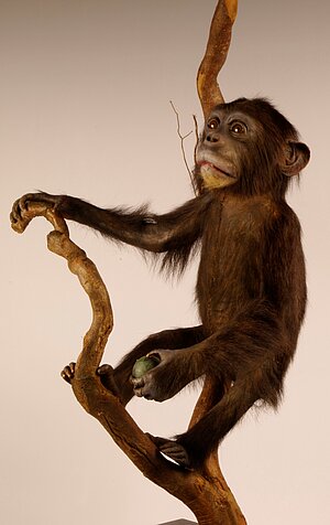 Junger Schimpanse von P.L. Martin, präpariert um 1874, 2010 restauriert