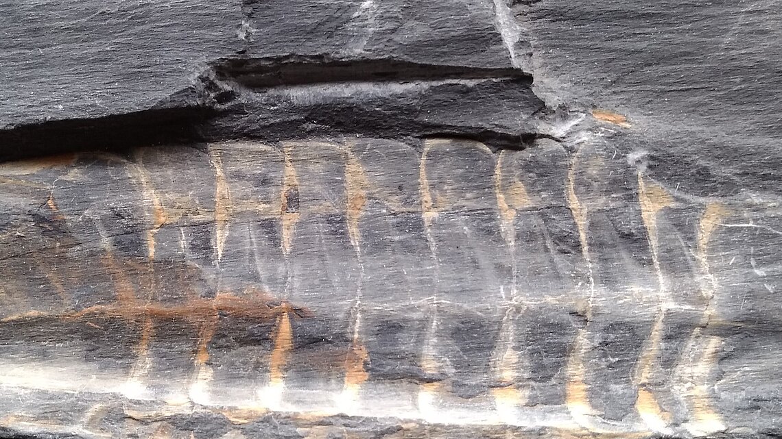 Palaeontology